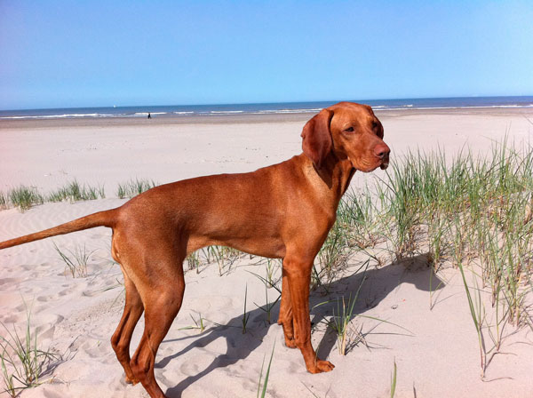 Consejos para llevar a tu perro a la playa